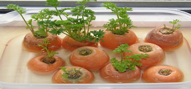 کشت برگ هویج از ته هویج