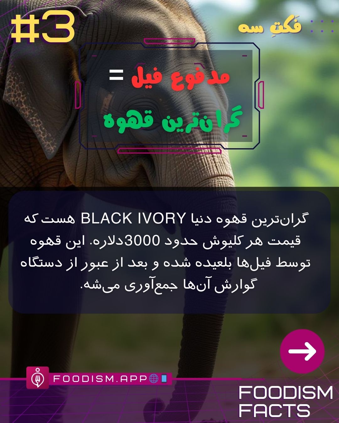 گران ترین قهوه جهان