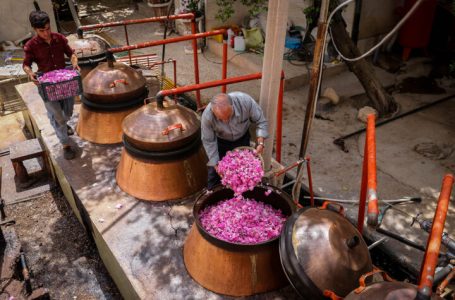 راهنمای افزایش راندمان گلاب گیری با دستگاه تقطیر